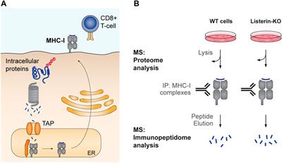 Ending a bad start: Triggers and mechanisms of co-translational protein degradation